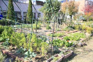 野菜が育っています。