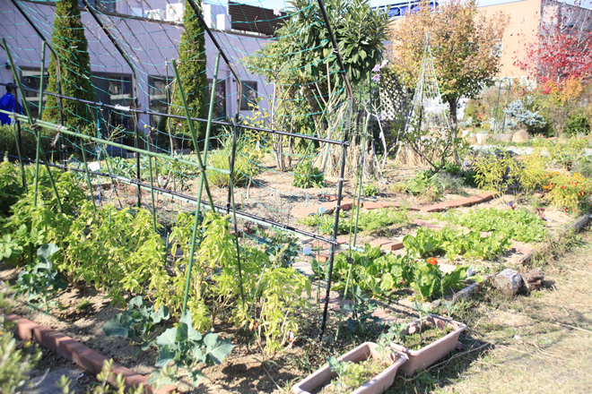 野菜が育っています。