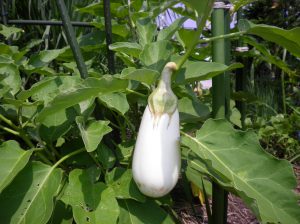 SANYO DIGITAL CAMERA