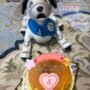お誕生日おめでとうございます（わんじろう編）